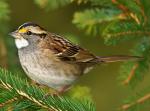 White-throated Sparrow - Bird Species | Frinvelis jishebi | ფრინველის ჯიშები