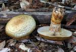 Cortinarius ponderosus - fungi species list A Z