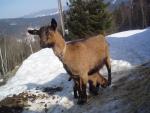 Erzgebirge Goat - Goats Breeds | txis jishebi | თხის ჯიშები