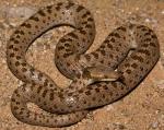  DESERT NIGHTSNAKE  Hypsiglena chlorophaea | Snake Species
