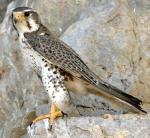 Prairie Falcon - Bird Species | Frinvelis jishebi | ფრინველის ჯიშები