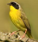 Common Yellowthroat - Bird Species | Frinvelis jishebi | ფრინველის ჯიშები