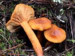 Lactarius camphoratus: Lactarius rubidus - Mushroom Species