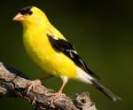 American Goldfinch - Bird Species | Frinvelis jishebi | ფრინველის ჯიშები