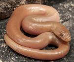 Charina umbratica - Southern Rubber Boa - snake species list a - z | gveli | გველი 