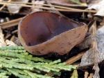 Peziza violacea - Fungi Species
