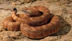 SPECKLED RATTLESNAKE<br />  Crotalus mitchellii - snake species list a - z | gveli | გველი 