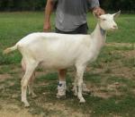 Saanen Goat | Goat | Goat Breeds