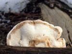 Oligoporus leucospongia - Mushroom Species