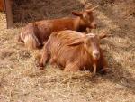 Golden Guernsey Goat - Goat Breeds | txis jishebi | თხის ჯიშები
