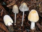 Coprinellus flocculosus - fungi species list A Z