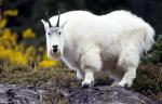 Mountain goat - Goats Breeds | txis jishebi | თხის ჯიშები