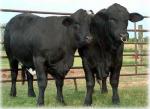 Beefmaster - COW BREEDS | DZROXIS JISHEBI | ძროხის ჯიშები