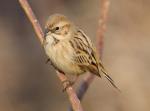Pallas's Bunting - Bird Species | Frinvelis jishebi | ფრინველის ჯიშები