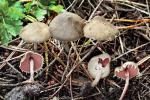 Melanophyllum haematospermum - fungi species list A Z