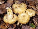 Lactarius alnicola - Fungi Species