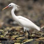 Chinese Egret - Bird Species | Frinvelis jishebi | ფრინველის ჯიშები