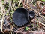 Pseudoplectania nigrella  - Fungi Species