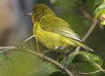 Oahu Amakihi - Bird Species | Frinvelis jishebi | ფრინველის ჯიშები