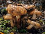 Phaeocollybia kauffmanii  - fungi species list A Z
