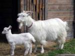 Carpathian Goat | Goat | Goat Breeds