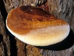 Ganoderma oregonense  - Fungi Species
