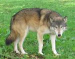 The Great Plains Wolf - wolf species | mglis jishebi | მგლის ჯიშები