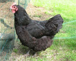 Australorp - chicken breeds List | qatmis jishebi | ქათმის ჯიშები