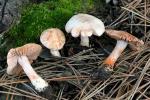 Inocybe pudica - Fungi Species