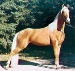 American Walking Pony - Horse Breeds | ცხენის ჯიშები| cxenis jishebi