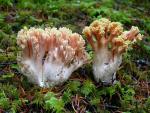 Ramaria formosa - fungi species list A Z