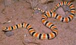 WESTERN SHOVEL-NOSED SNAKE   <br />   Chionactis occipitalis | Snake Species