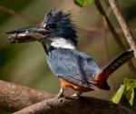 Ringed Kingfisher - Bird Species | Frinvelis jishebi | ფრინველის ჯიშები