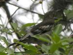 Aztec Thrush - Bird Species | Frinvelis jishebi | ფრინველის ჯიშები
