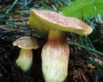 Boletus smithii - fungi species list A Z