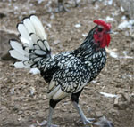 Sebright - chicken breeds List | qatmis jishebi | ქათმის ჯიშები