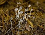 Pilobolus roridus - fungi species list A Z