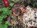 fungi images: Abortiporus biennis