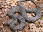 Nerodia taxispilota - Brown Watersnake | Snake Species