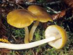 Pluteus flavofuligineus - fungi species list A Z