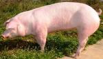 Danish Landrace - pig breeds | goris jishebi | ღორის ჯიშები