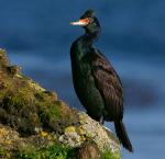 Red-faced Cormorant - Bird Species | Frinvelis jishebi | ფრინველის ჯიშები