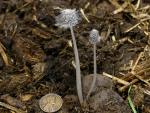 Coprinopsis radiata - Fungi Species