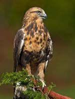 Rough-legged Hawk - Bird Species | Frinvelis jishebi | ფრინველის ჯიშები