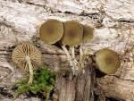 Simocybe centunculus - fungi species list A Z