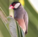 Java Sparrow - Bird Species | Frinvelis jishebi | ფრინველის ჯიშები