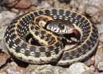 BLACK-NECKED GARTERSNAKE  <br />Thamnophis cyrtopsis	 - snake species list a - z | gveli | გველი 