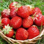 Christine - Strawberry  Varieties | marwyvis jishebi | მარწყვის ჯიშები