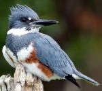 Belted Kingfisher - Bird Species | Frinvelis jishebi | ფრინველის ჯიშები