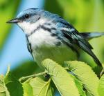 Cerulean Warbler - Bird Species | Frinvelis jishebi | ფრინველის ჯიშები